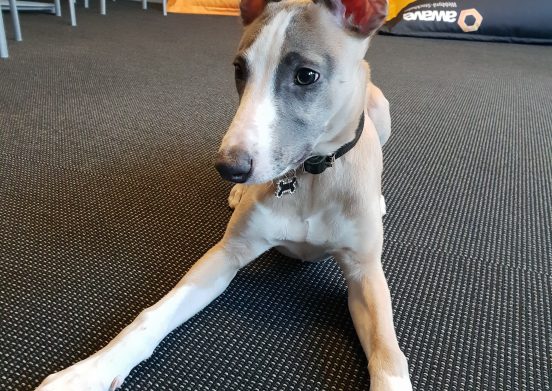 En hund med stora öron