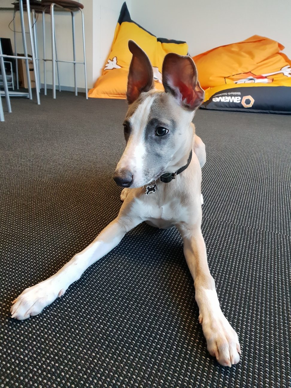 En hund med stora öron